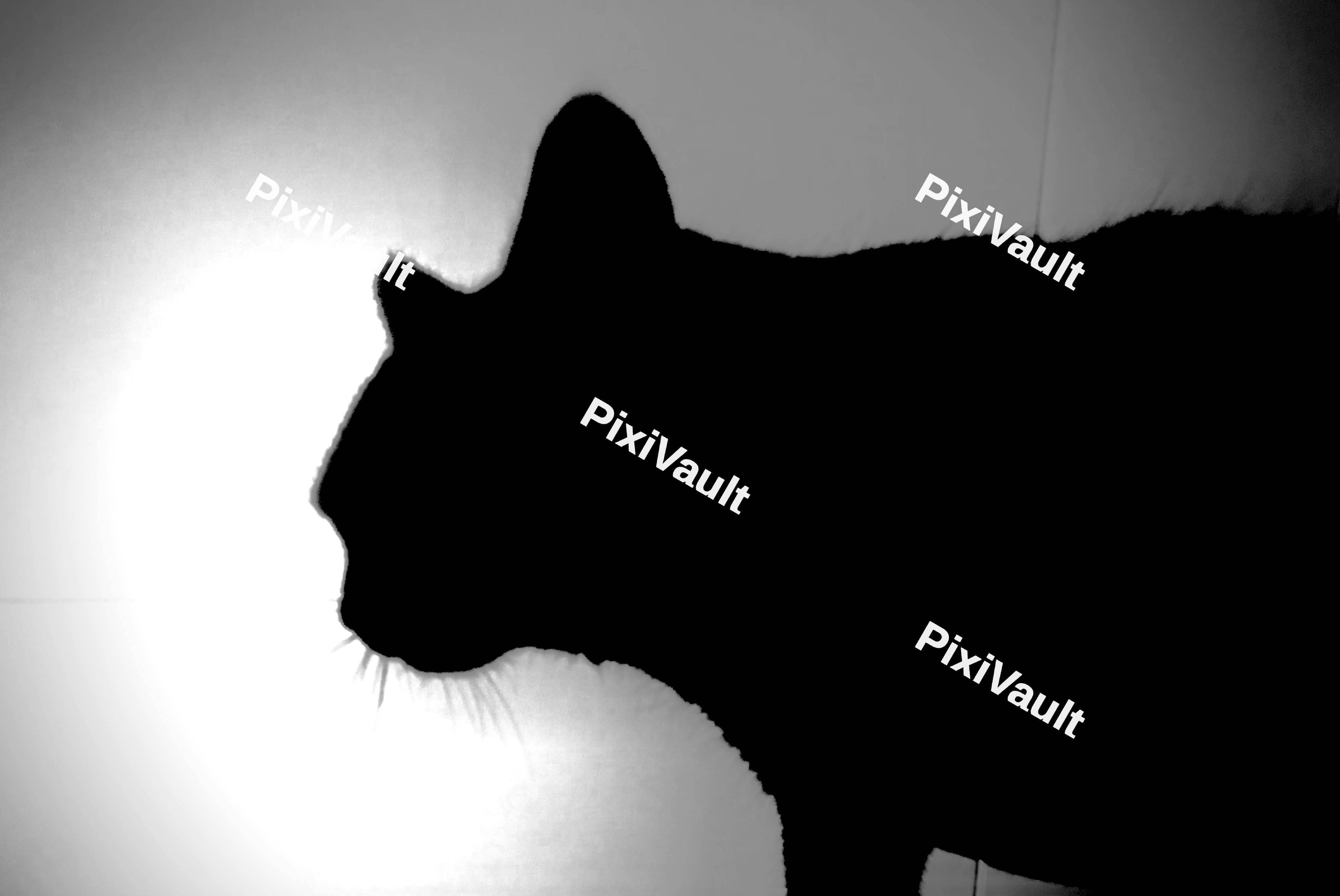 Silhouette Of Cat